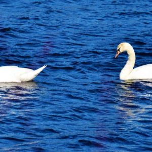 Second page one photo for March 10-2