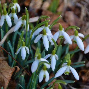Snowdrops are blooming-2