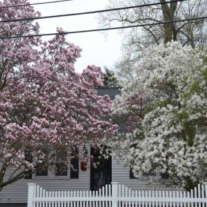 Some magnolia species, like this pink saucer magnolia and the white star magnolia beside it, produce large showy flowers before the leaves emerge. (Photo courtesy of Laura Eisener)