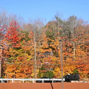 Sugar maples glow above traffic on Walnut Street near Walnut Place. (Photo courtesy of Laura Eisener)