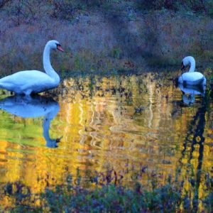 Swans on Hawkes_ Pond-2