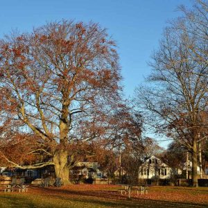 THE LEAVES HANG ON The large old European Beech at Saugus Ironworks still retains some foliage even after Thanksgiving-2