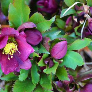 THE LENTEN ROSE beside my front steps finally bloomed this week-2