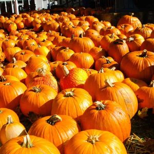 THE ORANGE GLOW: Pumpkins of all sizes are available for purchase at the First Congregational Church Pumpkin Patch in Saugus Center through Halloween. (Courtesy Photo to The Saugus Advocate)