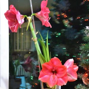 THIS RED AMARYLLIS has had flowers blooming a week on its 14 tall stem, but a new shorter stalk bloomed just a few inches from the bulb-2