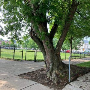 If this old tree could talk: located in front of 273 Ferry St. at the very corner of Ferryway Green overlooking the park.