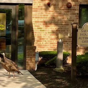 TURKEY TENANTS? These feathered friends appeared to be checking for vacant apartments at the Saugus Housing Authority this week. (Courtesy photo to The Saugus Advocate by Joanie Allbee)
