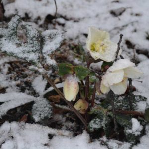 The Christmas rose is still blooming halfway through winter, dusted by Monday night’s snow. (Photo courtesy of Laura Eisener)