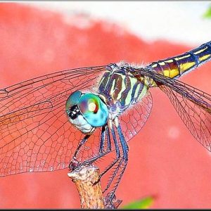 The blue dasher dragonfly seeks out small insects like mosquitoes for food. (Courtesy photo to The Saugus Advocate by Charles Zapolski)