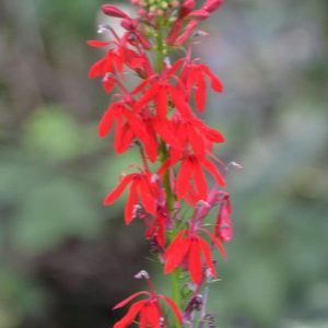 The cardinal flower is one of the most colorful native summer flowers. (Photo courtesy of Laura Eisener)