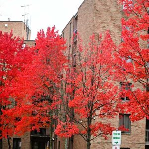 This week the fall color on the red maples at Heritage Heights seems almost too bright to be real. (Photo courtesy of Laura Eisener)