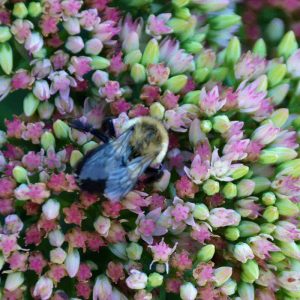 The flowers of Autumn Joy Stonecrop