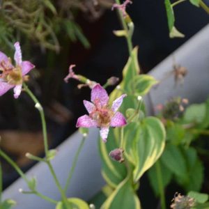 The purple flowers of toad lily are an interesting fall addition to the garden. (Photo courtesy of Laura Eisener)