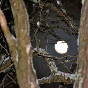 The snow moon shines through snow dusted tree branches. (Photo courtesy of Laura Eisener)