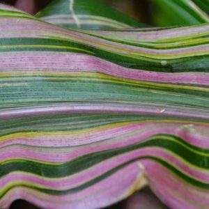 The wavy stripes on the pink zebra foliage vary on every leaf and include pink, white, several shades of green, and sometimes purple. (Photo courtesy of Laura Eisener)