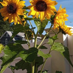 These sunflowers in Dee LeMay’s Saugus garden are a beautiful sunny color against the blue sky! (Photo courtesy of Dee LeMay)