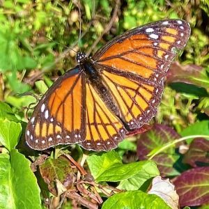 This Viceroy butterfly