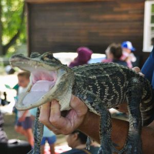This alligator was persuaded to open its mouth and show its teeth. (Photo courtesy of Laura Eisener)