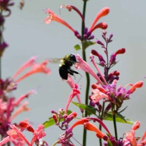 This bee appreciates the blossoms of hummingbird mint, which attracts a wide range of pollinators. (Photo courtesy of Laura Eisener)