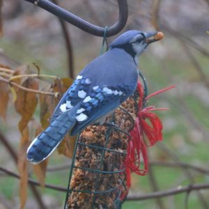 This blue jay is happy with a spicy peanut at my bird feeder. (Photo courtesy of Laura Eisener)
