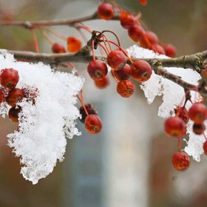 This crabapple at Breakheart Reservation provides a welcome bright color as well as some winter food for the birds. (Photo courtesy of Laura Eisener)