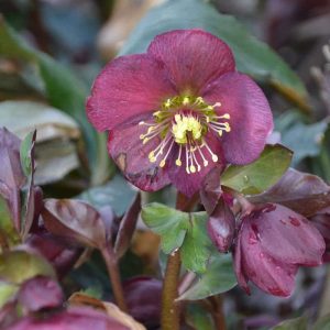 This dark purplish Lenten rose is loaded with flowers – one of the few evergreen perennials that grow in our climate. (Photo courtesy of Laura Eisener)