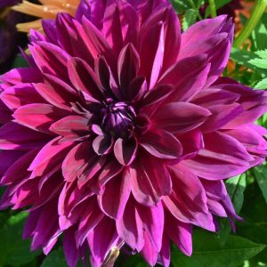 This deep purple dahlia is almost a foot across. (Courtesy photo to The Saugus Advocate by Laura Eisener)