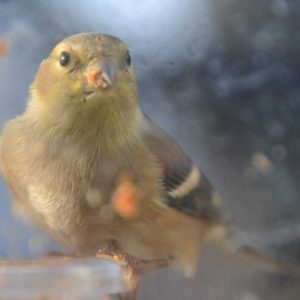 This goldfinch stuffs its beak with spicy birdseed. (Photo courtesy of Laura Eisener)