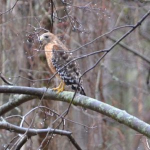 This hawk, which was perched near the Visitor Center at Breakheart Reservation, might be a red-shouldered hawk (Buteo lineatus). (Photo courtesy of Laura Eisener)