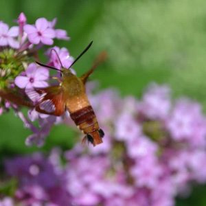 This hummingbird moth is attracted to the nectar-laden blossoms on ‘Jeana’ phlox in a Lynnhurst garden. (Courtesy photo to The Saugus Advocate by Laura Eisener)