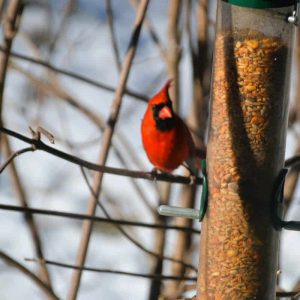 This male cardinal is looking for food from his perch on an elderberry bush. (Photo courtesy of Laura Eisener)