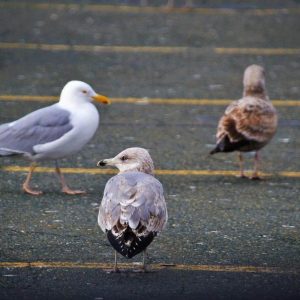 This trio of herring gulls-2
