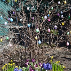 Tulips, daffodils and hyacinths bloom under an Easter egg tree in a Lynnhurst garden. (Photo courtesy of Laura Eisener)