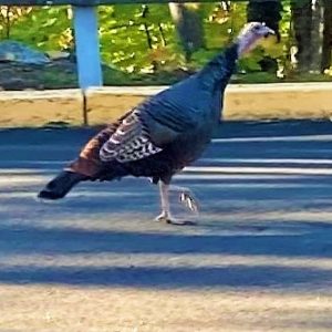 Turkey photo 1