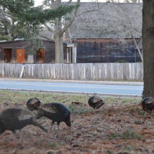 Twelve turkeys look for treats potentially hidden under pine needles across from the Saugus Iron Works National Historic Site parking lot. (Photo courtesy of Laura Eisener)