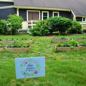 Vegetables for the Saugus food pantry are being raised in four new raised beds at St. John’s Episcopal Church as well as in an in-ground garden behind the rectory. (Courtesy photo to The Saugus Advocate by Laura Eisener)