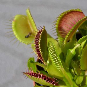 Venus flytraps can trap indoor insects and add interest to a windowsill plant collection. (Photo courtesy of Laura Eisener)