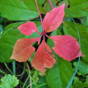 Virginia creeper_s five leaflets-2