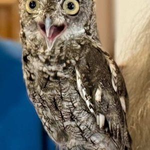 WHO GIVES A HOOT? This special guest of the Saugus Public Library does. This screech owl became popular during the “Eyes on Owls program,” which was funded by the Saugus Cultural Council. (Courtesy Photo of Amy Melton)
