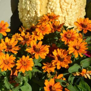 Zinnias in autumn colors bloom against a yellow pumpkin on my own front steps. (Photo courtesy of Laura Eisener)