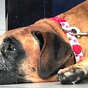 “Big Momma,” the mastiff that was found recently, after being abandoned in Trafton Park in Malden (Courtesy/NBC10)